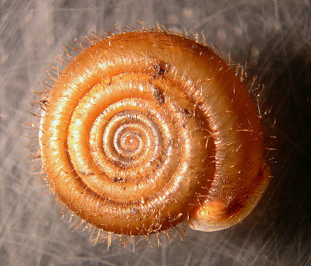 Gasteropode pelosetto